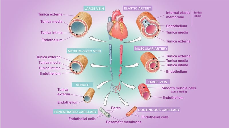 endothelium of capillaries