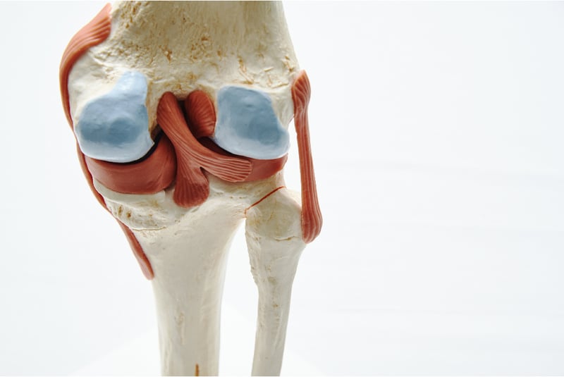 content_cartilage2-body