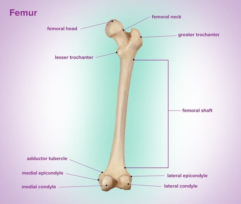 femur anatomy