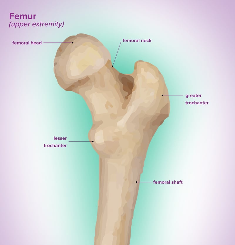 lesser trochanter of femur