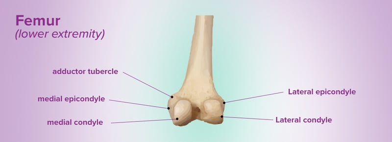 lateral femoral condyle