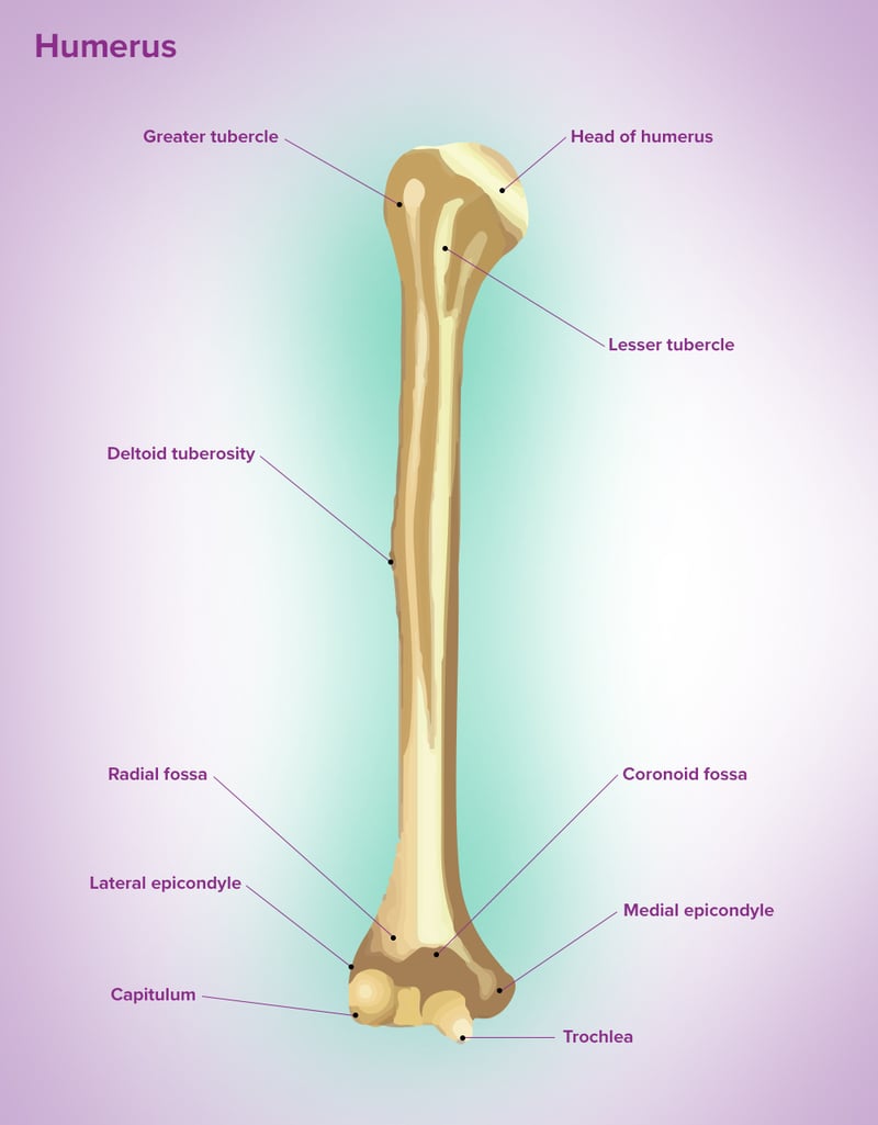lateral epicondyle of the humerus