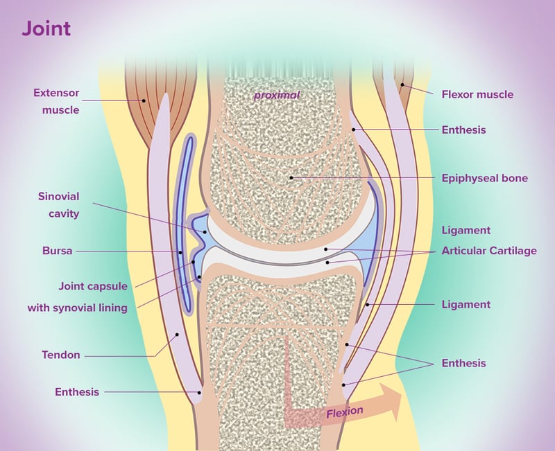 content_joint-body