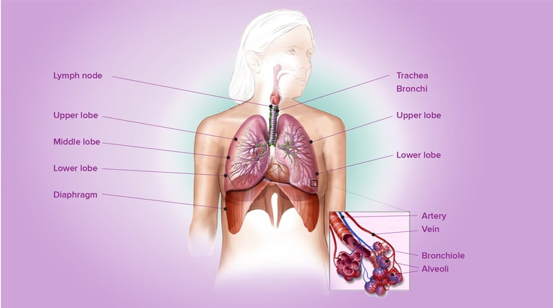 content_lung1-body