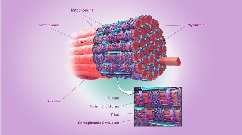 skeletal muscle cell diagram