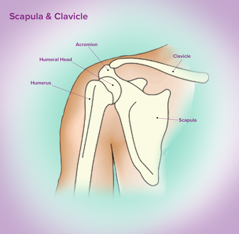 content_scapula_and_clavicle