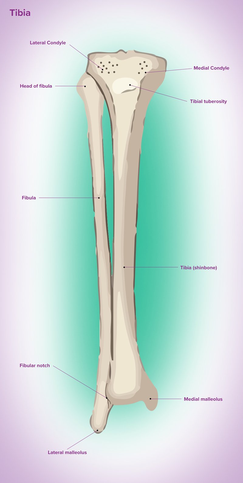 Tibia clearance